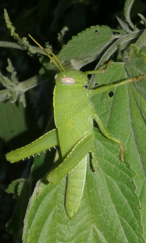 Giovane Anacridium aegyptium (Acrididae) S